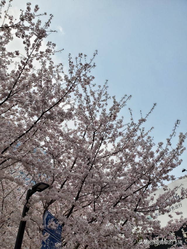 中国最美樱花观赏,上海虹口足球场最浪漫樱花
