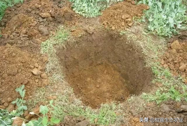 怎么判断柑橘树是黄龙病,如何防治黄龙病