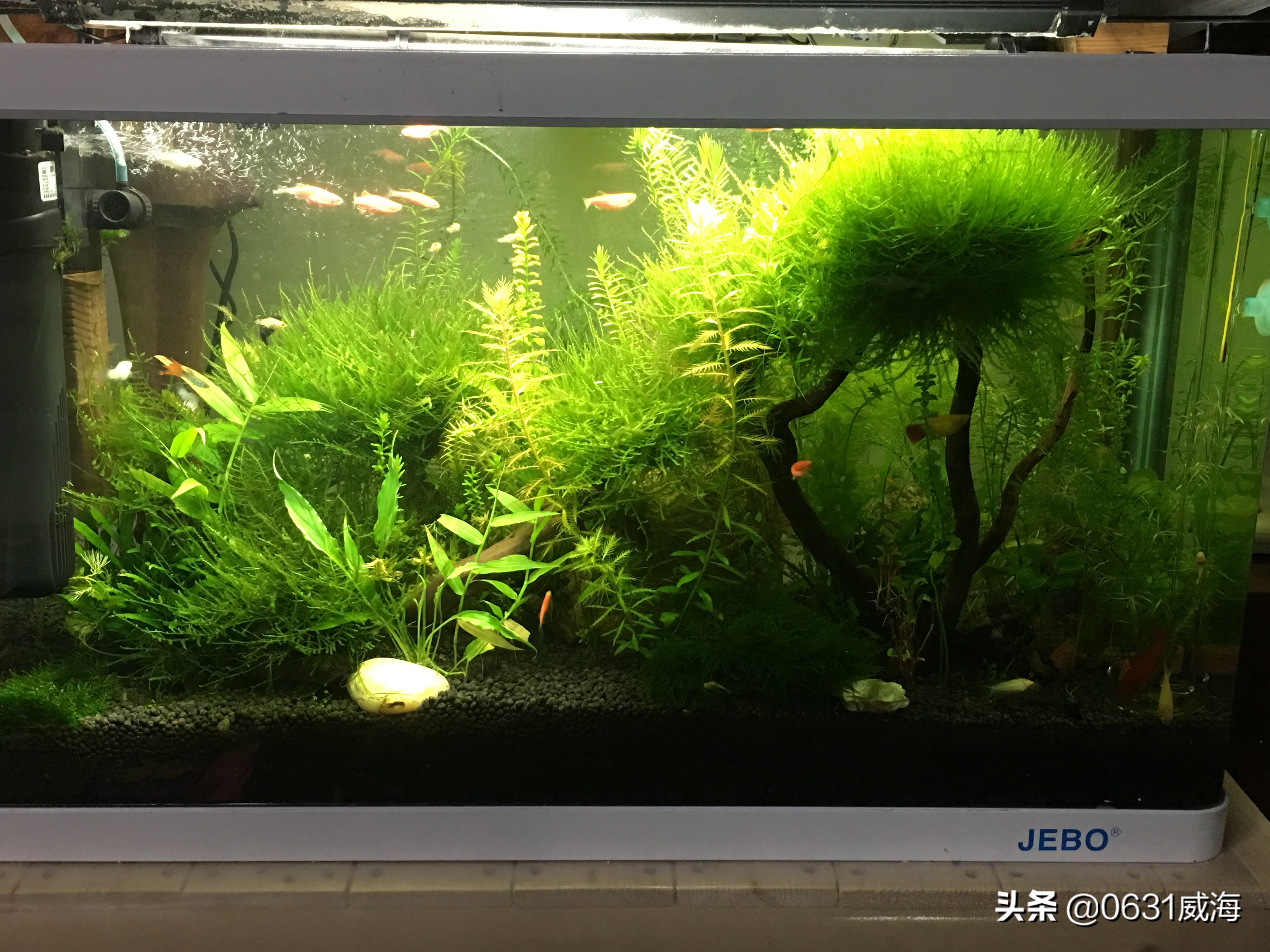 水族缸水草的作用,水草鱼缸怎么净化水