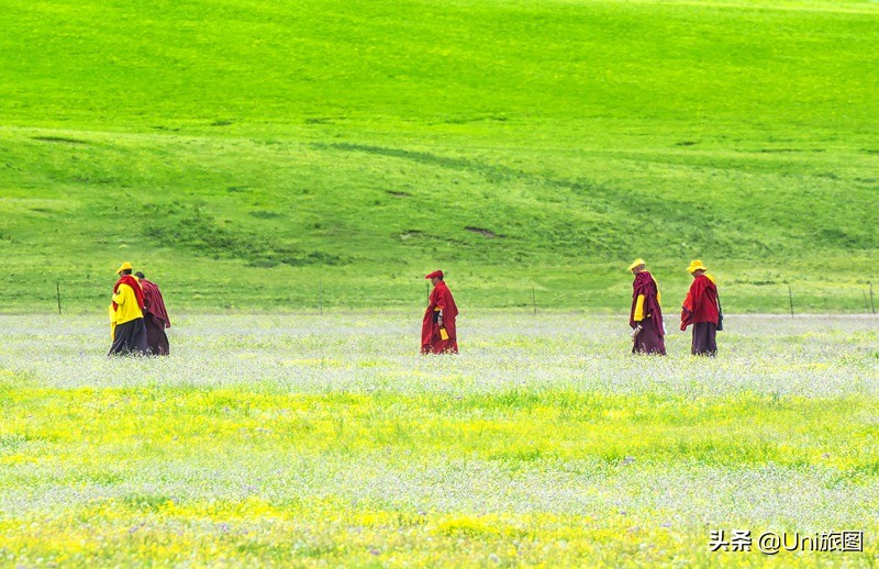 六月的若尔盖，一个不能错过的人间天堂