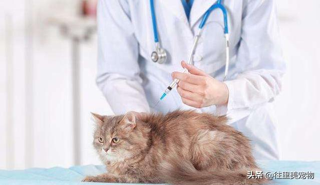 宠物为什么打了疫苗没给本,为什么宠物疫苗会打三次