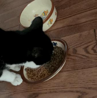 嘉蓝三文鱼猫粮,嘉蓝猫粮和皇家猫粮