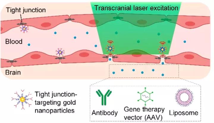 脑科学日报,脑科学日报在线阅读