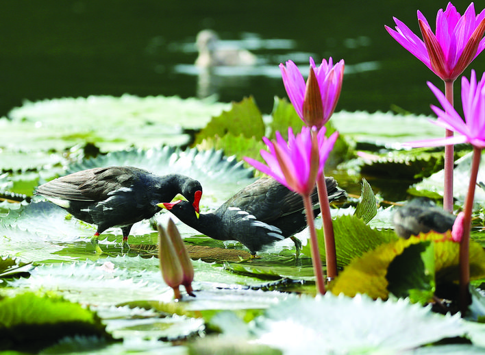 红冠水鸡喜欢生活在什么地方,红冠野生水鸡