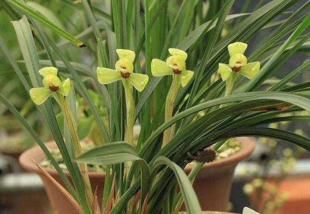 养兰花最后用什么植料,兰花根系最好养的方法