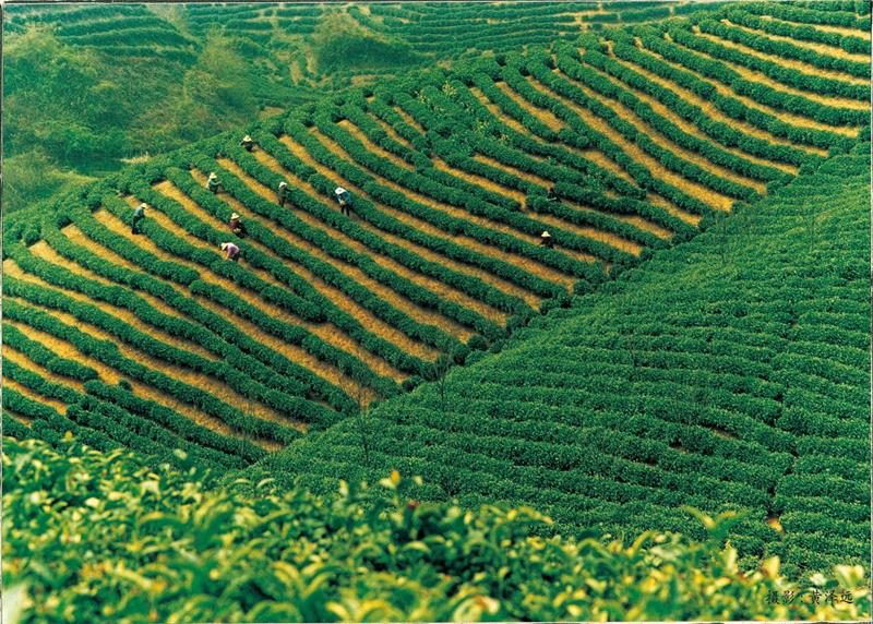 江淮宝地“小殷墟”、大别山下百强茶乡——河南信阳罗山县