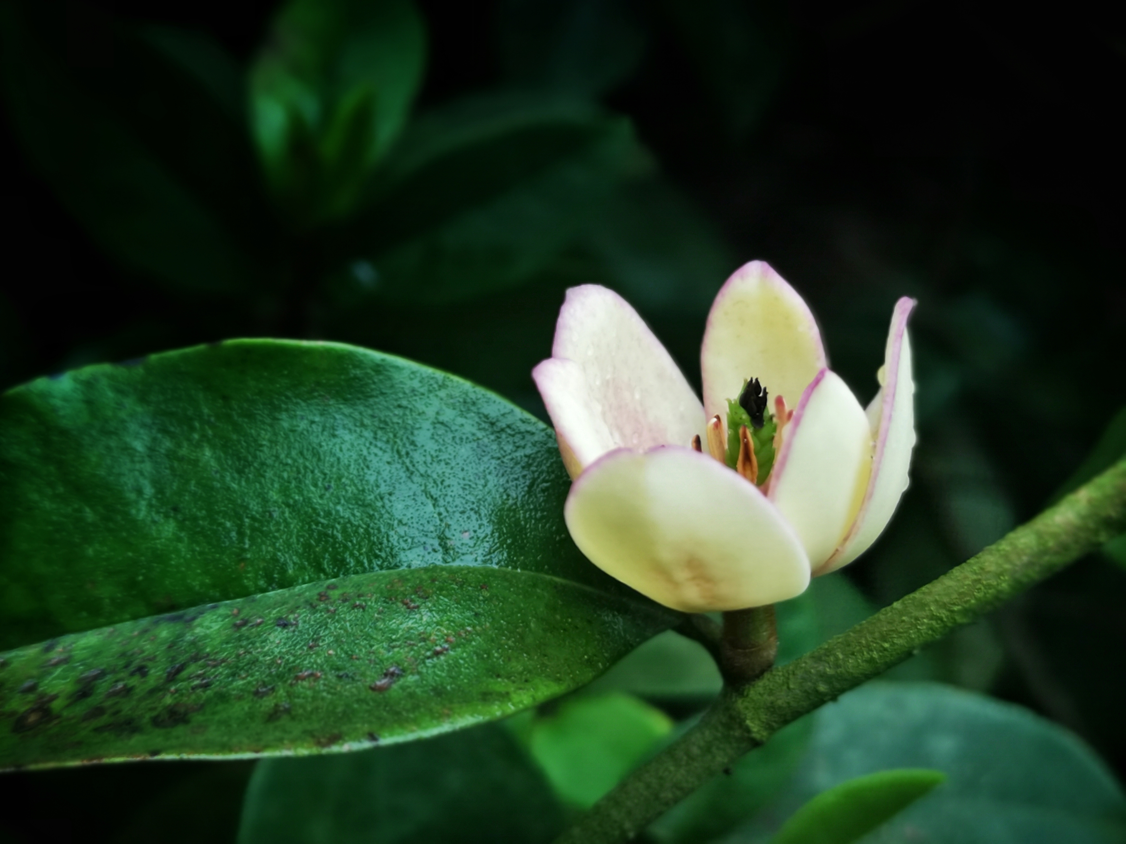 寻找身边的美丽身影,寻找身边美丽景色