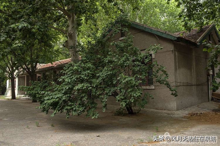 济南的法国梧桐,济南梧桐树美景