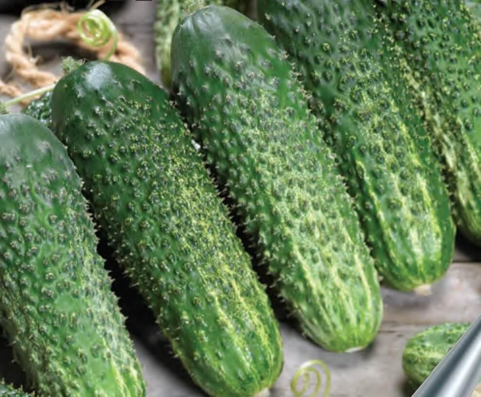 黄瓜的种类以及每种黄瓜的特征,又香又软的黄瓜品种