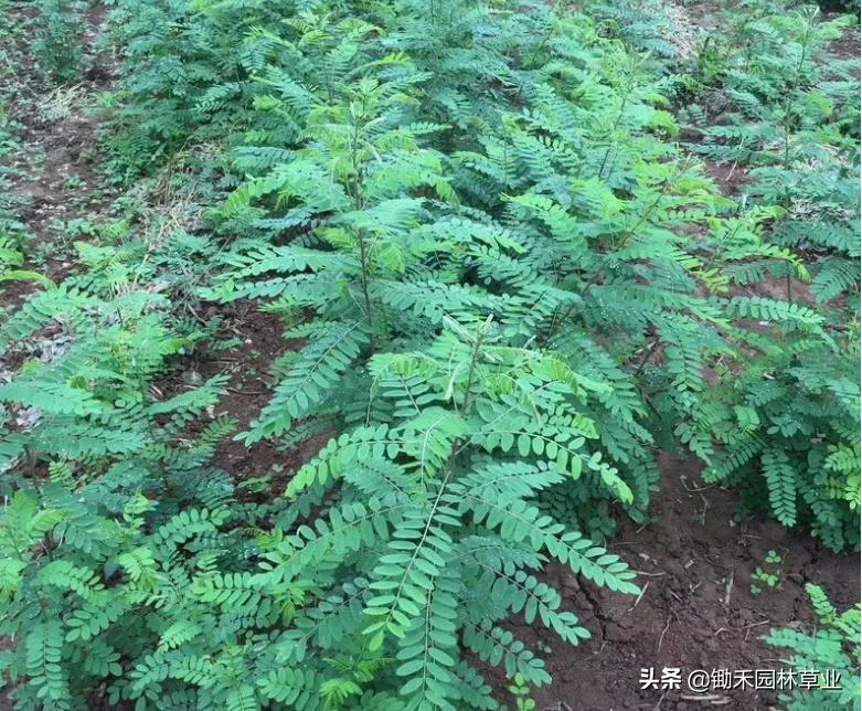 适合盐碱地的植物有哪些,绿化草耐旱品种
