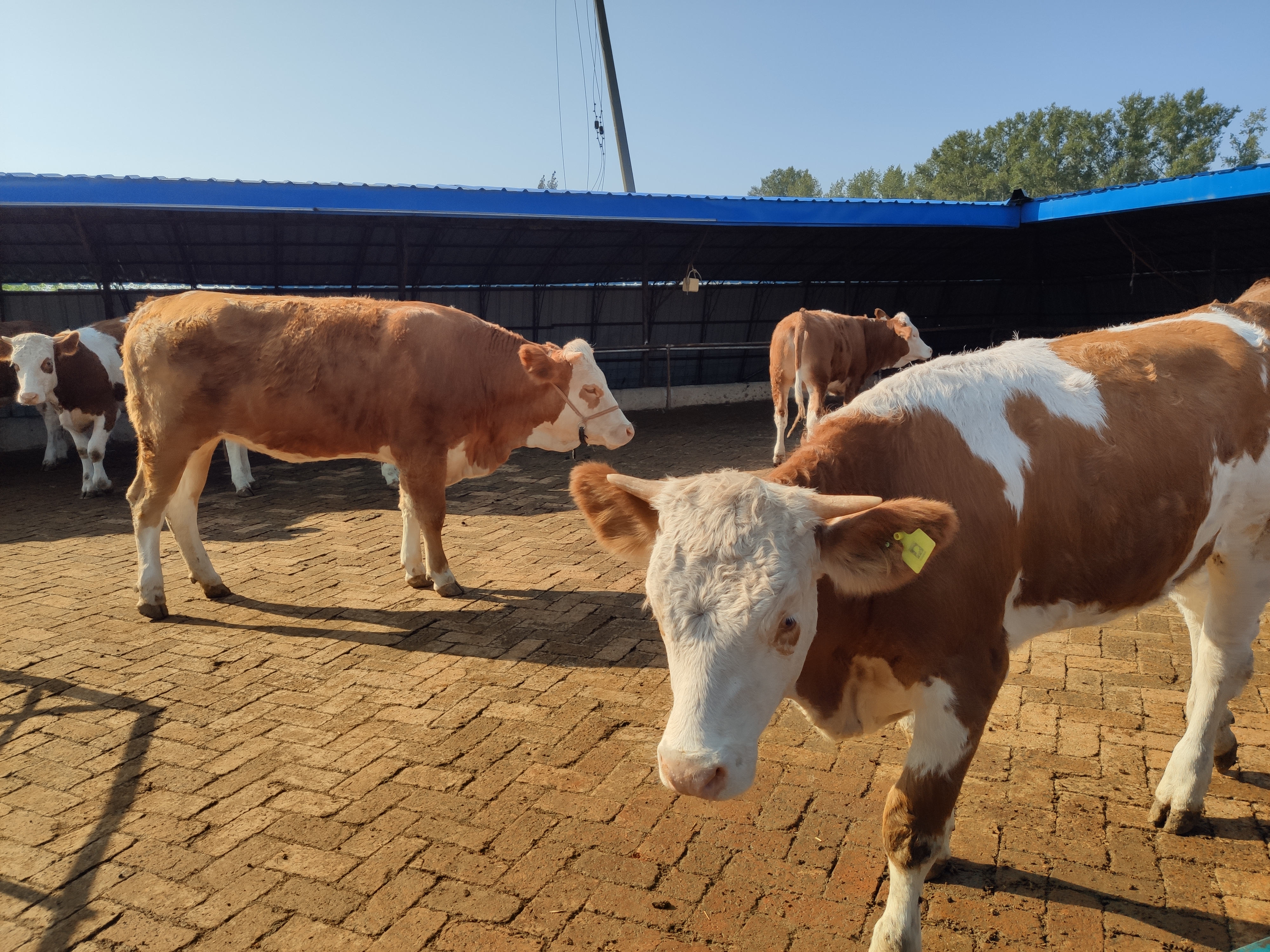 现在农村养牛前景怎样,现在养牛的发展现状是什么