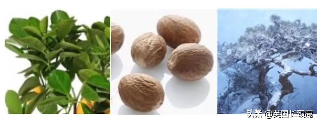 英国香水哪些系列,小众英伦风香水