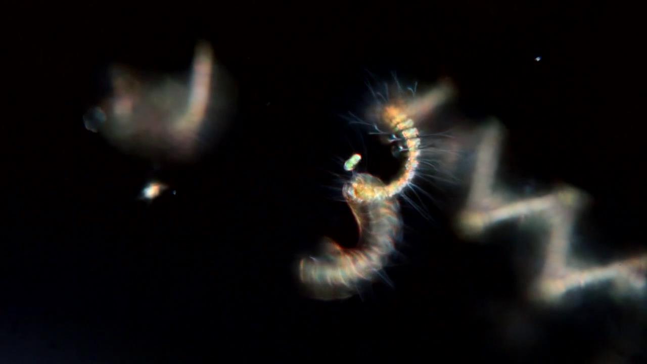 显微镜下的海洋生物,显微镜下的海洋