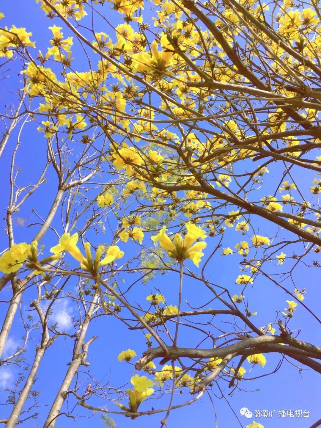 三月弥勒什么地方可以赏花,弥勒3月赏花攻略