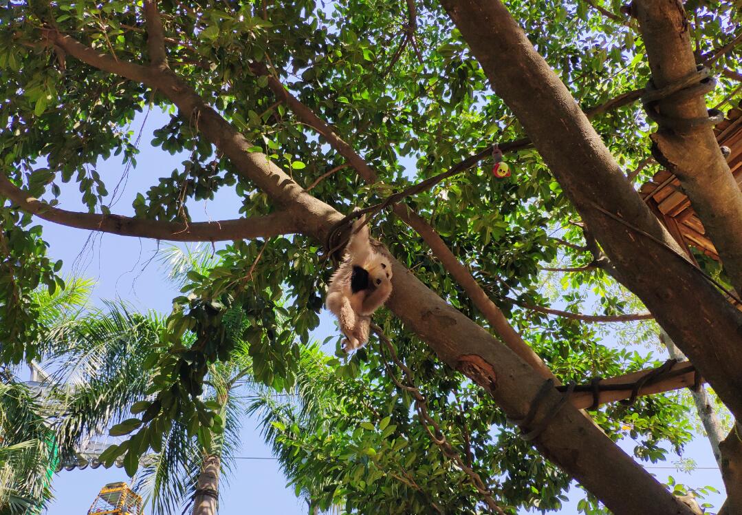 广州动物园和长隆野生动物世界,广州长隆野生动物园攻略自由行