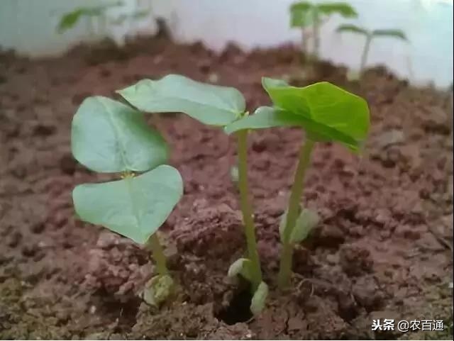 豆角秧徒长的原因,豆角苗徒长怎么补救