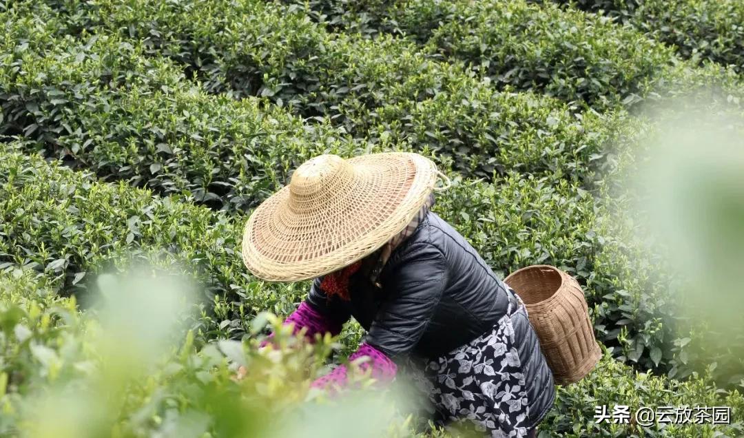 云放茶园深度解析,云放茶园最新视频