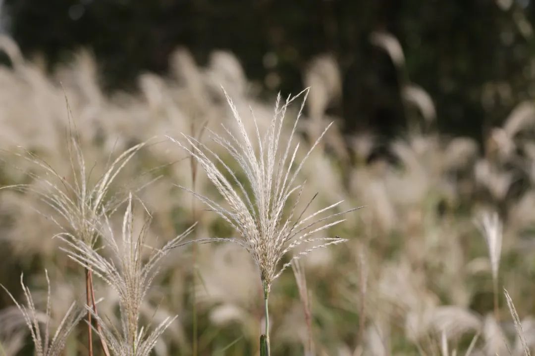 杭州的秋天随处可见都是美景,杭州西溪湿地美成调色盘