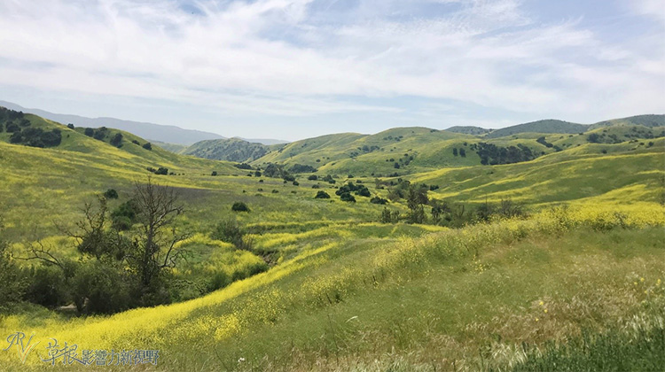 加州野花,加州野花的视频