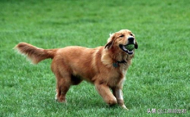 怎么解决金毛的坏习惯,金毛出门遛狗它不愿意走怎么办