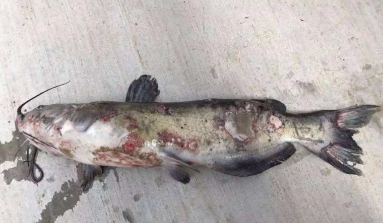 叉尾鱼烂身用什么药治,叉尾鮰鱼烂身怎么解决