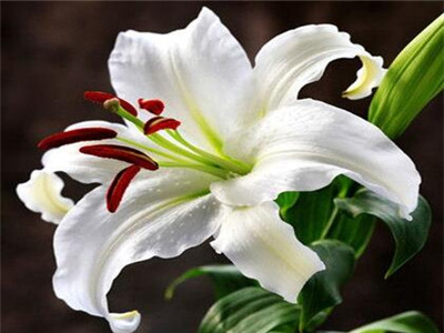 百合开花后剪了还会再长吗,百合开花后怎么留种球