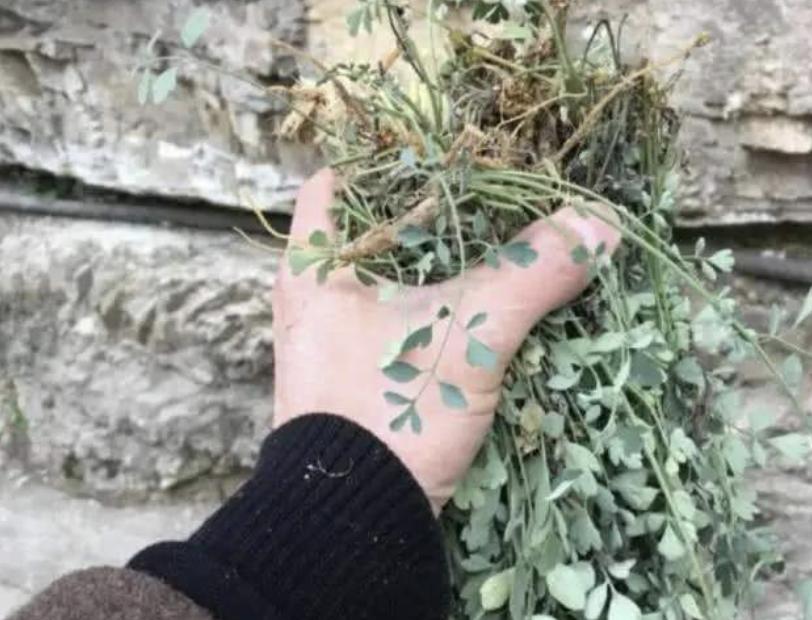 车前草金钱草岩黄连,农村路旁田埂常见的野生中草药