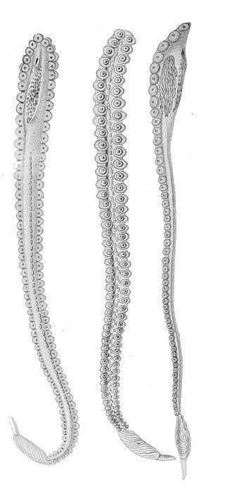 乌贼和章鱼八爪鱼的区别在哪,章鱼八爪鱼鱿鱼墨鱼乌贼怎么区分