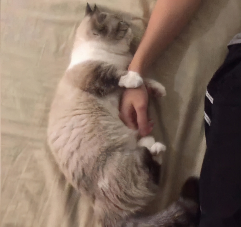 猫咪喜欢在你身上睡觉是什么表现,猫咪为什么爱睡觉呢