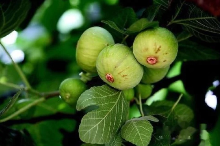 野外救急食物,野外救命技巧和方法