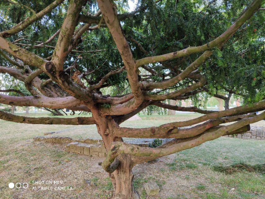 红豆杉树是什么样子图片,法国人种植发电树