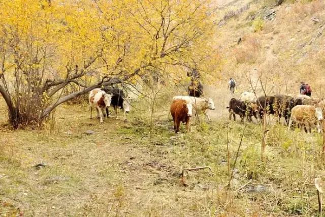 中国国家地理十大最美秋色,寻找中国最美自驾游