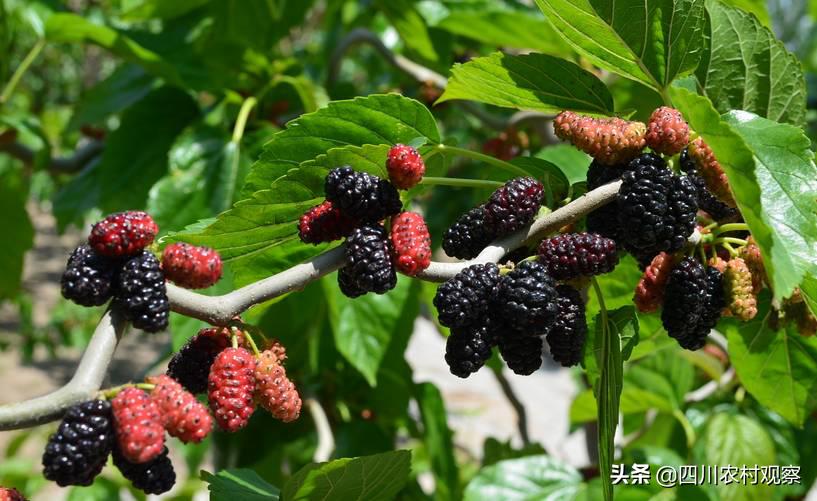 四川人小时候都吃过的美食,四川人小时候吃的锅巴