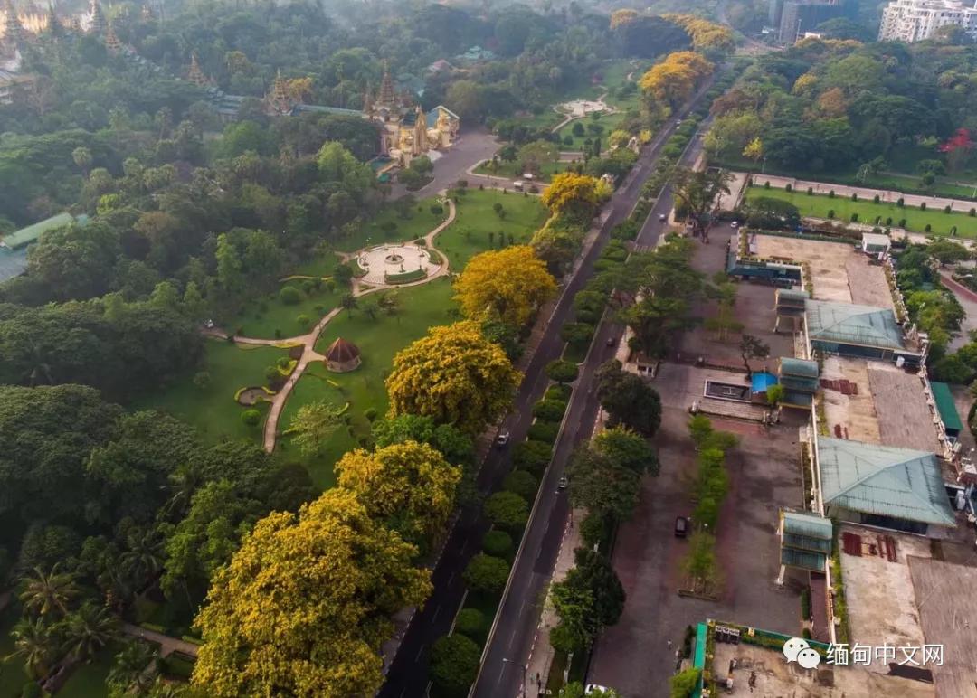 紫檀花开独一无二,紫檀花开了视频