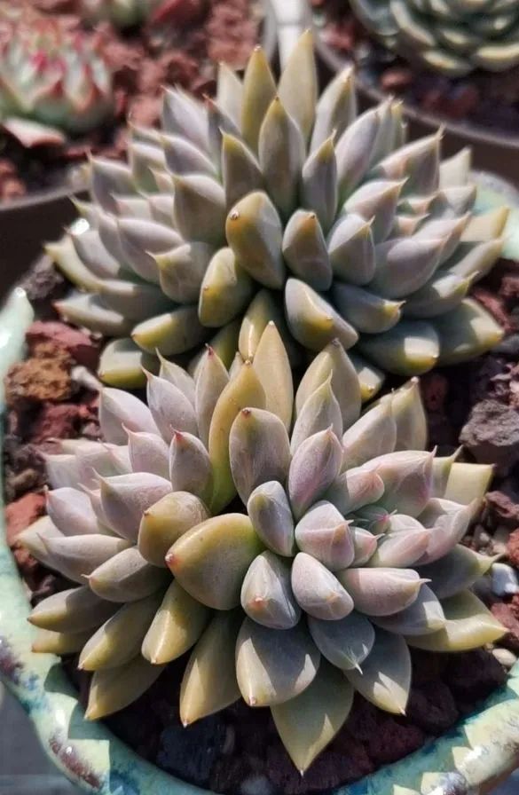 养多肉植物修身养性,多肉的习性和日常养护方法