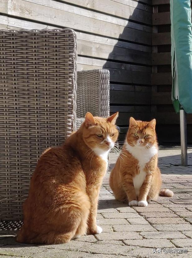 铲屎官的真相,铲屎官养了四只一模一样的猫