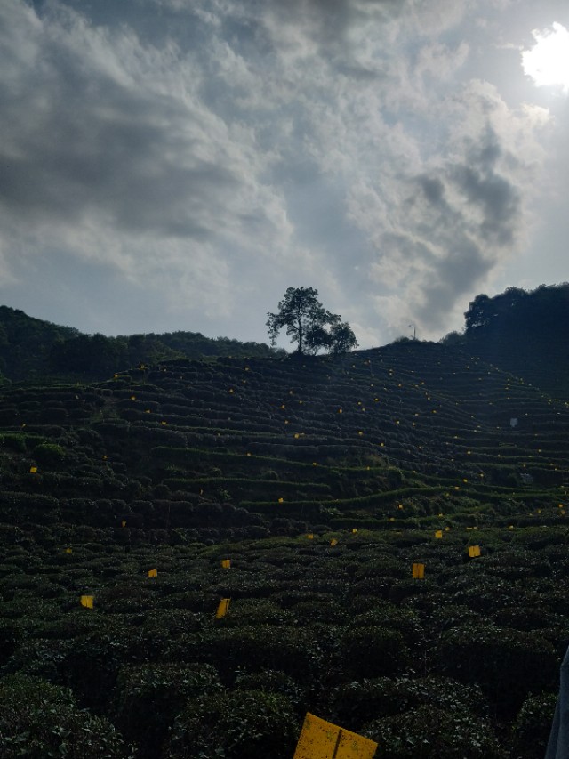 杭州西湖茶山游玩攻略,杭州西湖边游玩