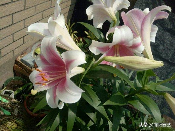 冬天买的百合现在成球了怎么养,冬天买的带芽百合球能开花吗