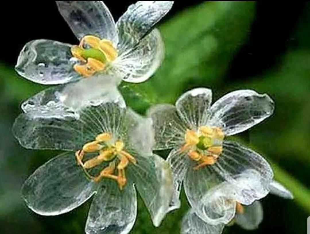 神秘变色花：一下雨就隐形又透明，芳踪难觅！和你捉迷藏的美人花
