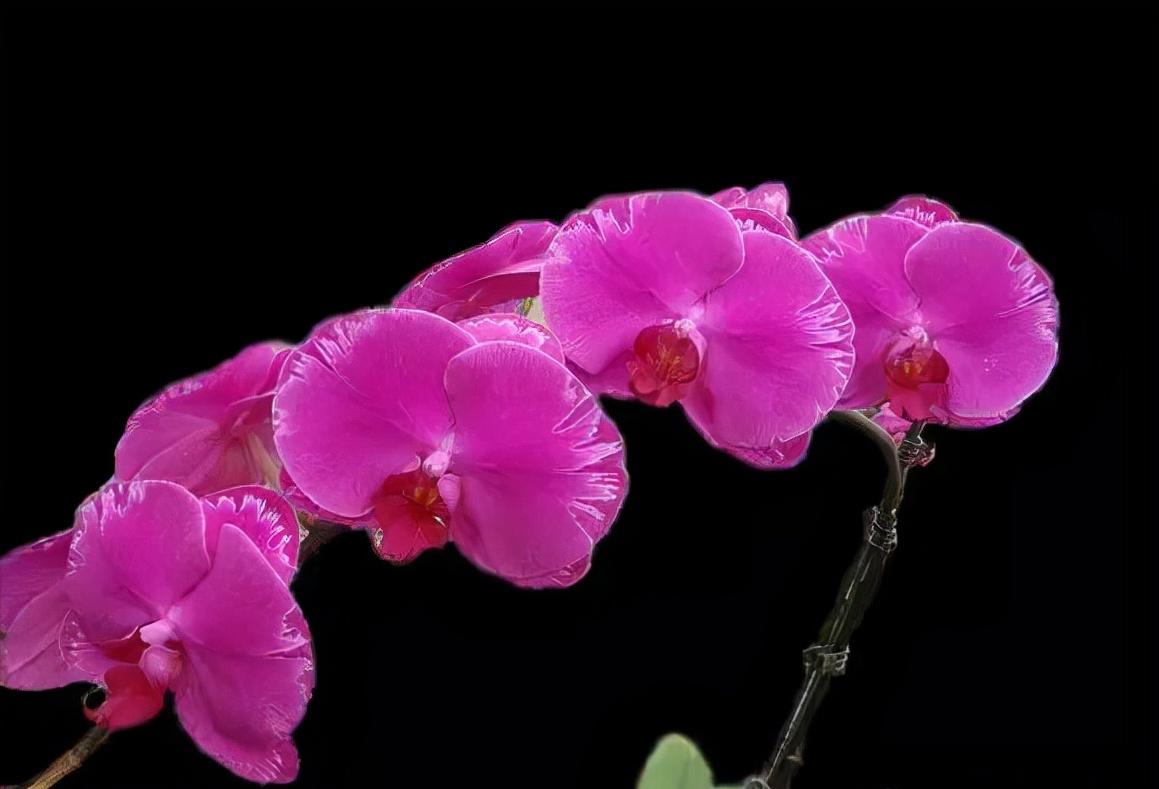 看芦头辨兰花种类,野生兰花种类图片