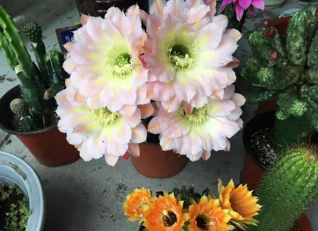 100种仙人球花图片,100种仙人球的品种视频