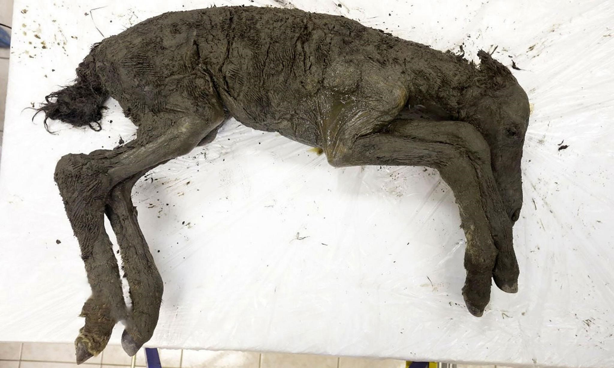 狮子发现的尸体,史前狮子尸体