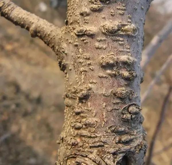 苹果树病虫害防治视频,苹果树病虫害全年防治大全