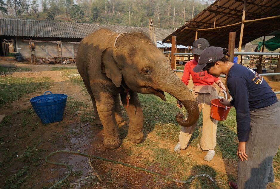 清迈大象义工,清迈大象救助营