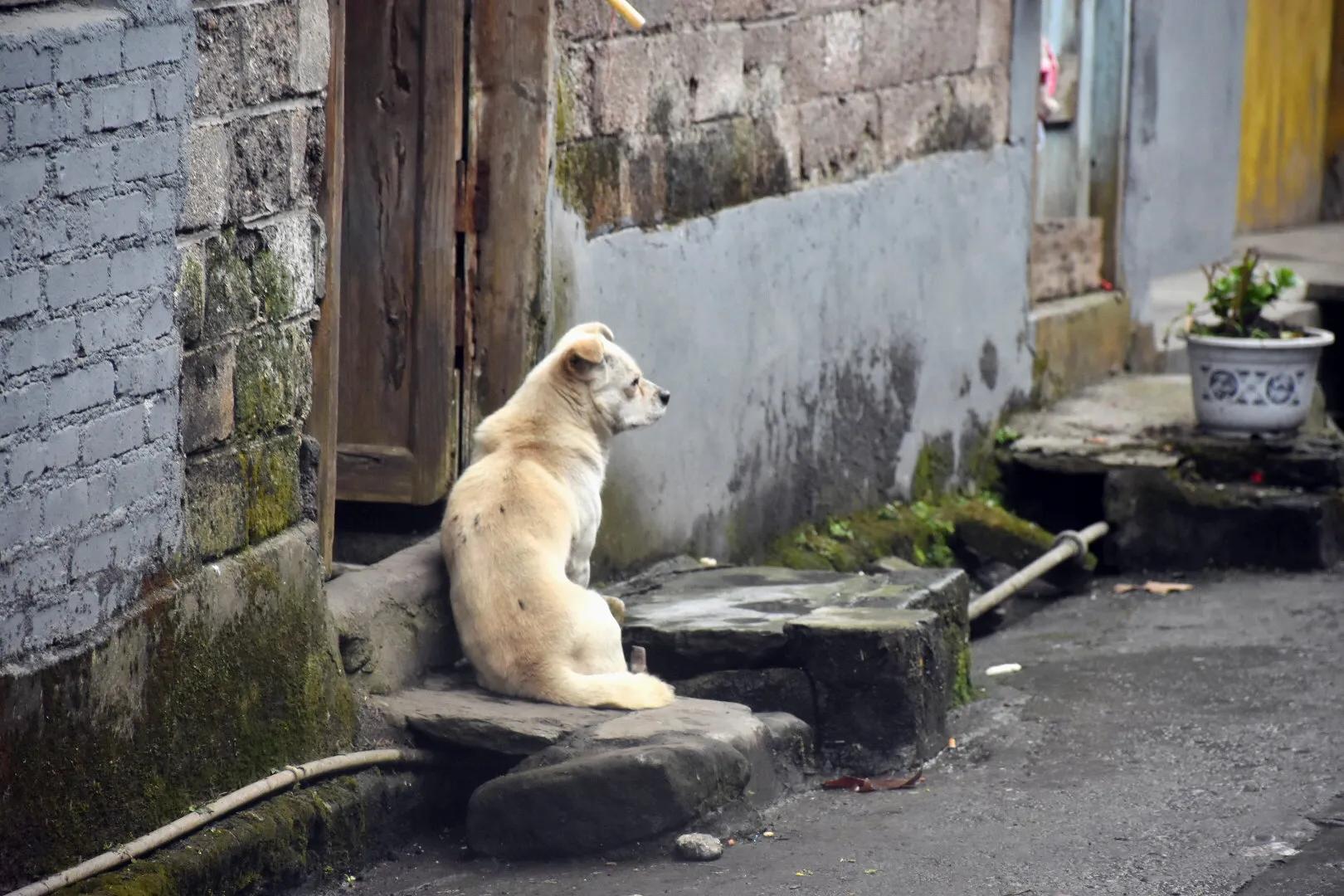 峨眉小镇全景图,峨眉脚下景区