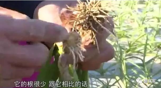 假农药又“爆”大案！1500亩绝产！如何才能避免买到假农药？