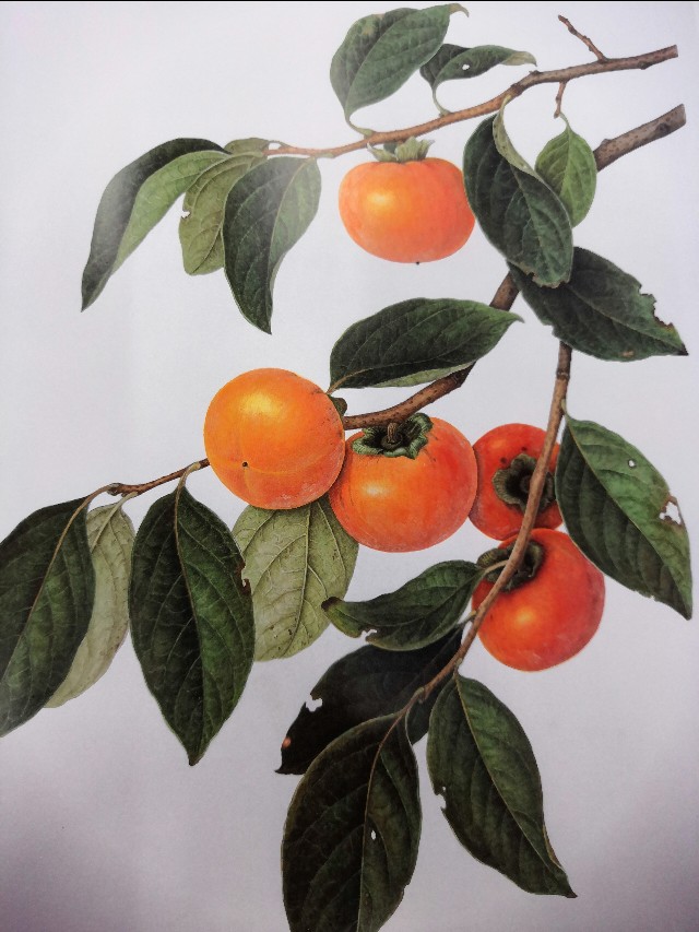 小笔记系列,小笔记是啥样的