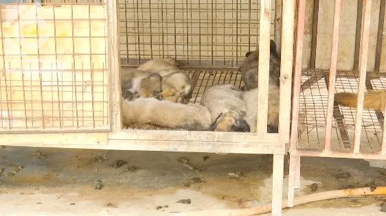 暴毙宠物犬后续,浑身抽搐的狗视频