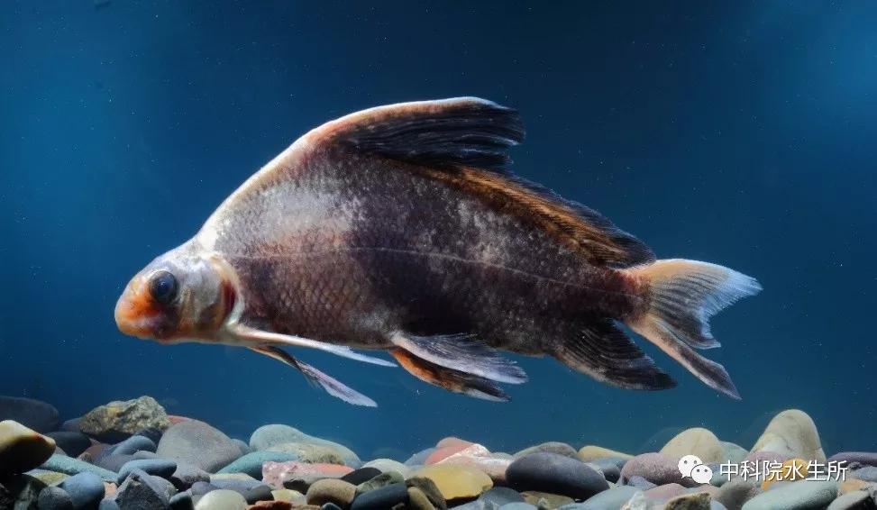 生活在长江的特有珍稀动物是什么,贴近长江的珍稀动物