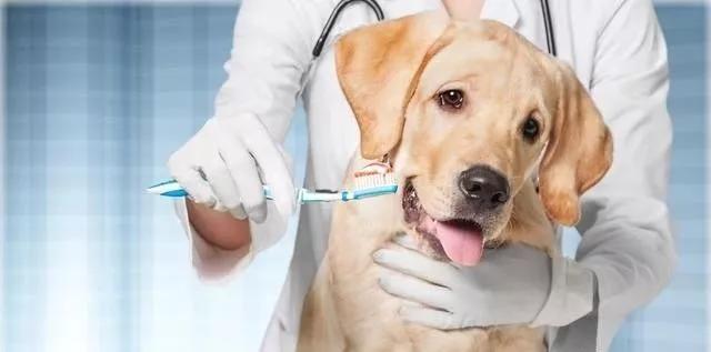 狗狗牙齿有牙结石怎么办可以去除,狗不愿意刷牙怎么预防牙结石